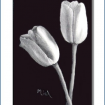 BWTulipsmat