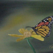 monarch1