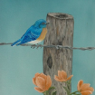 Easternbluebird